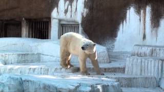 ゴーゴとバフィン　【ホッキョクグマ  Polar bear】