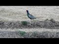 evading manoeuvres of japanese green pheasant