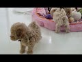 ミックス犬専門　ペットショップＡ－ワンで生まれました　2019.05.27.生まれ　とっても小さな可愛いマルプーの３兄弟です