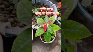 অবশেষে আমিও চুরি করে গাছ লাগালাম 😜| #shorts #shortsfeed #flower #youtubeshorts #ytshorts #greenlove