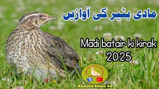 Morning call of female quail 2025,madi batair ki awaz,female quail sound// bater ki awaaz // batair