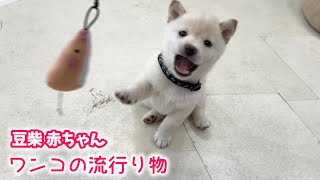 【豆柴犬】赤ちゃんたちの可愛すぎるマイブーム！【子犬と癒し】まめしば亭ブログvlog