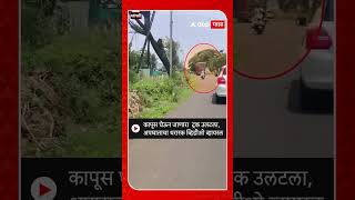 Sangli Truck Accident : कापूस घेऊन जाणारा  ट्रक उलटला,अपघाताचा थरार व्हायरल Video