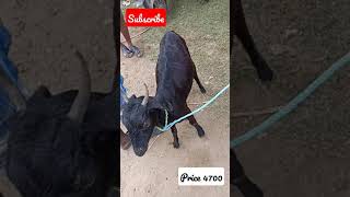 பொம்மிடி ஆட்டு சந்தை ll  வியாழன் ll  தர்மபுரி ll  # Bommidi Goat Market#