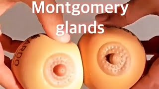 Breast Areola पर निप्पल के आस-पास के छोटे-छोटे उभार क्या है | Montgomery Glands | Pregnancy |Biology