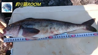 釣れ過ぎ注意!!!釣りオヤジ弁慶ホッケ爆釣!! 弁慶岬下 政泊平盤にて  質問やコメントなど是非気軽にしてください。