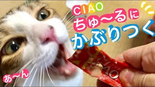 ＊38【猫×ちゅ〜る＝穴だらけ】ちゅ〜るを噛まないで‼️💦食べ方が下手な猫（リクト）