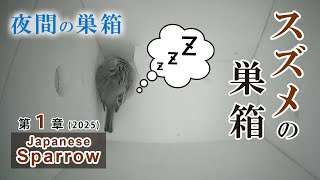 【夜間のねぐら】 2025/02/20 スズメの巣箱 野鳥 Sparrow Bird Nest Box Live Camera