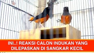 Ini..!! Reaksi Calon Indukan Murai Batu Yang Dilepaskan Di Kandang Kecil