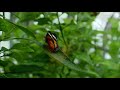 fluttering beauties at butterflies live