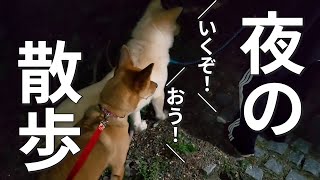 苦手な散歩を頑張る元野犬たち【つづら散歩デビュー】