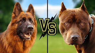 German Shepherds vs Pitbulls - Which Breed Reigns Supreme?