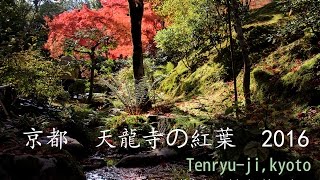 天龍寺の紅葉2016 Kyoto Tenryu-ji Autumn leaves