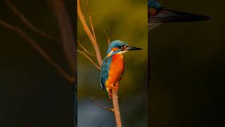 Kingfisher Bird perched on Tree Branch #shorts #birds