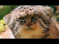 wild siberia survival secrets of the frozen wilderness animal documentary