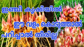 ഏറ്റവും പെട്ടെന്ന് വിളവ് കൂട്ടാൻ എളുപ്പവഴികൾ | Ginger Plant At Home | Ginger Plantation