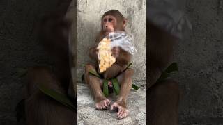 Monkey sad emotional story Kasepu Saradaga #KasepuSaradaga