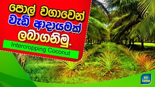 ,Intercroping Coconut cultivation,BST Saman, Coconut,පොල් වගාව සමග අමතර බොගවගාව