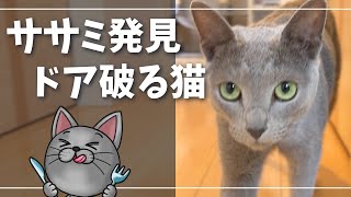 じつは頭も運動神経もけっこう良いんです【ロシアンブルー】猫