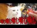 保護した猫と少しお別れすることになりました。