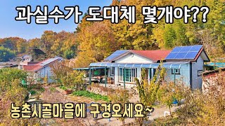 (매매영상아님) 감나무, 사과나무 등등 과실수가 이렇게나 많이 심겨져 있습니다. 경남 창녕군 장마면 주차용이하고 잘 관리되어 있는 창녕촌집 / 창녕부동산