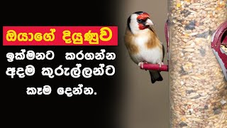 ඔයාගේ දියුණුව ඉක්මනට ලඟා කරගන්න අදම කුරුල්ලන්ට කෑම දෙන්න.Benefits Of Feeding The Birds