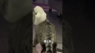 猫：我最可爱！不接受反驳！ #动物的迷惑行为 #猫咪 #搞笑配音