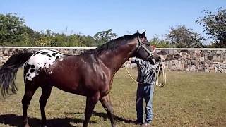 RANCHOLAROSA. FRENCH LEGACY APPALOOSA STALLION