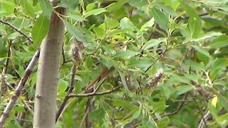 Kamchatka Leaf Warbler (Phylloscopus examinandus, kamtshatkanuunilintu) 19.7.2021 in Kilpisjärvi