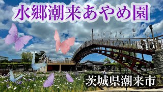 水郷潮来あやめ園