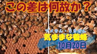 強い弱い、明暗を分けるものは…　ダニの症状と越冬前に心掛けていること　　養蜂10月20日