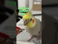 cockatiel cracking away shortsfeed shorts views subscribe fly trending cute fypシ゚viral aty fy tyt