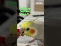 cockatiel cracking away shortsfeed shorts views subscribe fly trending cute fypシ゚viral aty fy tyt