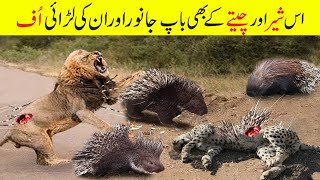 جانوروں کی ایسی خطرناک لڑائیاں جو کیمرے میں ریکارڈ ہو گئی | Craziest Animal Fights Caught On Camera