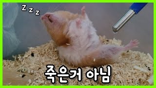 죽은 것처럼 보이지만 죽은 게 아닌 .. 햄스터 잠자는 모습!