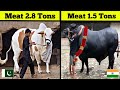 Biggest Bulls In The World For Qurbani | Haider Tv