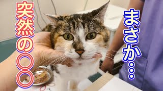 病院猫ミケに突然こんな物が届きました【動物病院の日常】