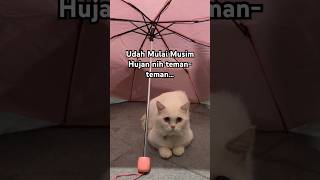 Tips dari Memeng di Musim Hujan #tips #tipsandtricks #nasihat #kucing #kucingputih