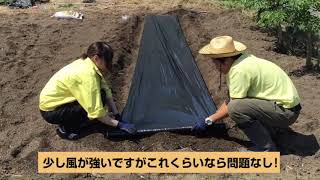 サツマイモ苗　植え付け　マルチの張り方　#農業屋