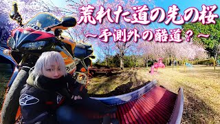 【酷道？】荒れた道の先にある桜満開の公園【CBR1000RR SC57後期 逆車】バイク女子