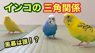 インコは三角関係になるとこんな動きになる。ぽぴちゃんの暴走する愛情ww 　我が家の黒幕は実はこのインコだった。。　【セキセイインコ】　Budgerigar.