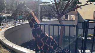 アミメキリンのお食事風景 旭山動物園 【 reticulated giraffe in Asahiyama Zoo 】