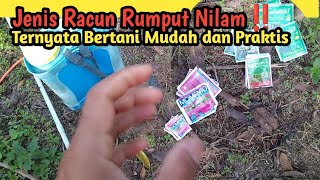 Cara Basmi Gulma Nilam ‼️Ternyata Semudah Ini