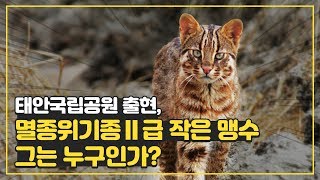 태안국립공원 출현! 멸종위기종 II급 작은 맹수, 그는 누구인가?