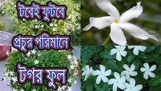 টগর ফুল গাছের সম্পূর্ণ পরিচর্যা / Complete care guide of tagar plant