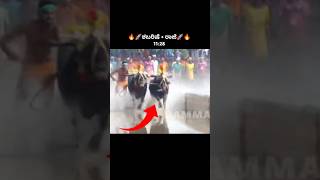 🔥🚀ವಾಮಂಜೂರ್ ಕಂಬಳ🚀🔥 ಶಬರಿಷೆ + ರಾಜೆ #kambala #kambula #shorts #viralvideo