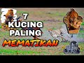 7 KUCING PALING MEMATIKAN SAAT BERBURU MANGSA ‼️