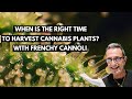 When Is The Right Time To Harvest Cannabis Plants? Advice From Frenchy Cannoli