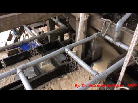 Traditional sago flour processing Traditional sago flour processing