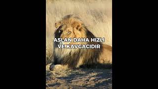 ASLAN MI ? YOKSA KAPLAN MI ? | #shorts #hayvanlar #aslan #kaplan